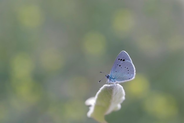 Una farfalla blu si siede su un fiore nel giardino.