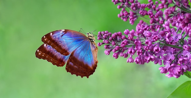 Una farfalla che sta su un fiore viola