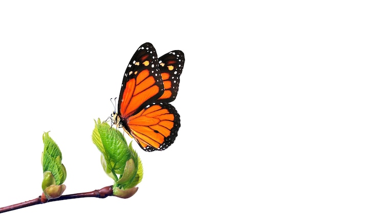 Foto una farfalla che sta su un fiore