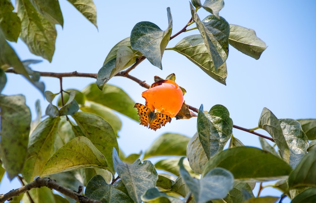 una farfalla che succhia acqua dolce dal cachi in autunno