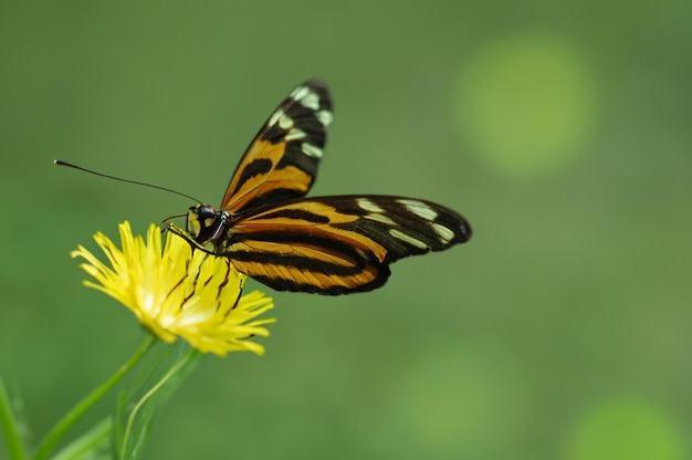 Una farfalla colorata appollaiata con grazia su un fiore vibrante