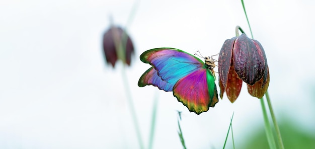 una farfalla colorata è su una pianta