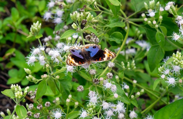 Una farfalla colorata su un piccolo fiore