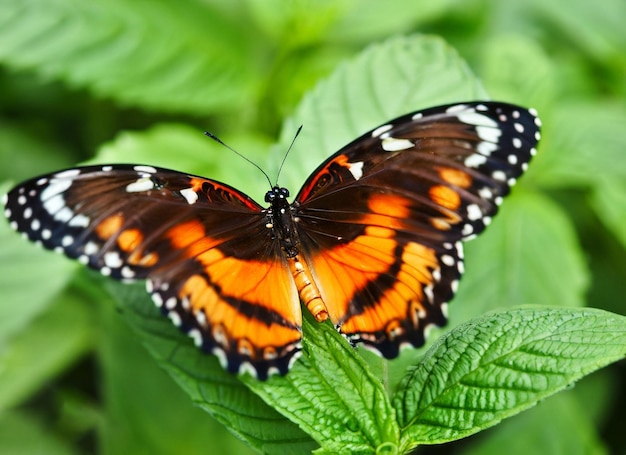 Una farfalla con ali arancioni e nere si siede su una foglia.