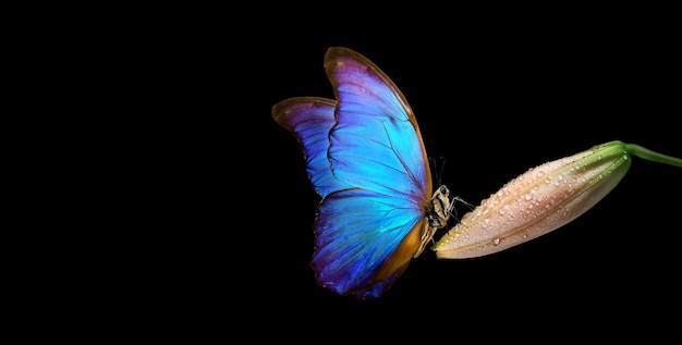 Una farfalla con ali blu e ali arancioni e blu