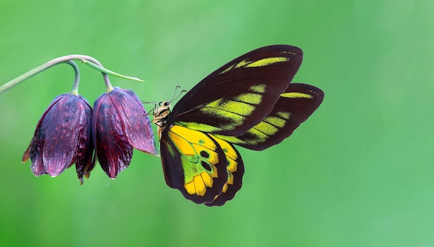 una farfalla con le ali gialle e nere è su un fiore viola.
