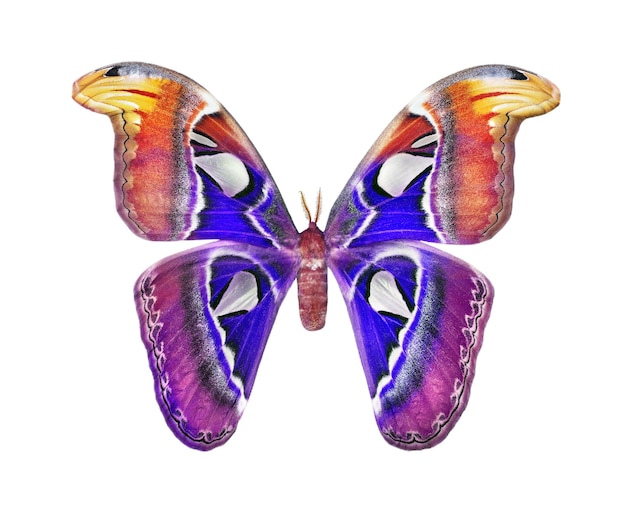una farfalla con le ali viola e blu sul retro