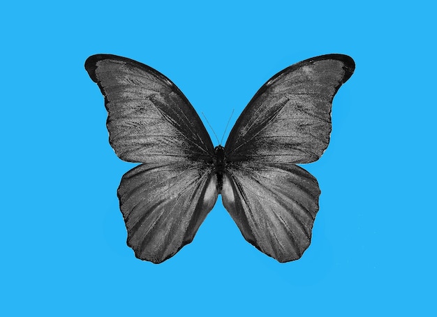 una farfalla con macchie nere sulle ali
