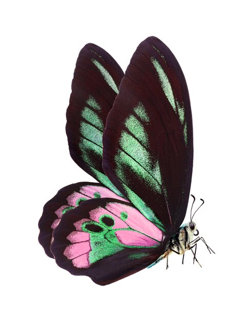 una farfalla con macchie rosa e verdi sulle ali