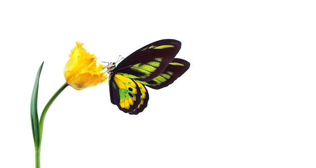 Una farfalla dalle ali verdi e gialle