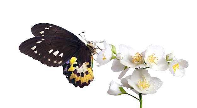 Una farfalla è su un fiore con le ali aperte.