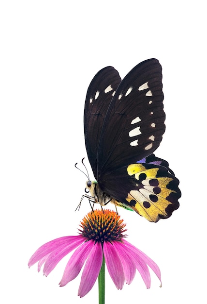 Una farfalla è su un fiore con una farfalla