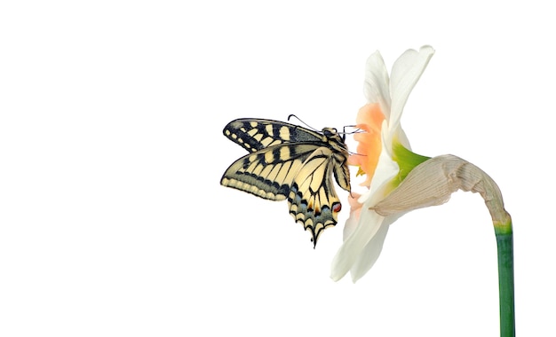 una farfalla è su un fiore e la farfalla sta guardando il fiore.