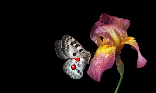 Una farfalla è su un fiore e la farfalla sta guardando la telecamera.