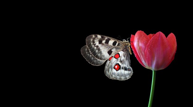 Una farfalla è su un fiore e lo sfondo è nero.