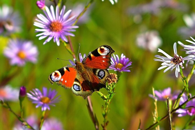 Una farfalla è su un fiore in un campo di fiori viola.