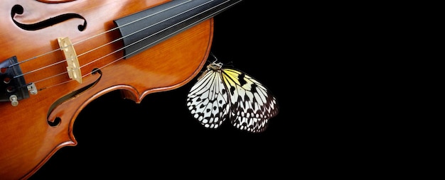 una farfalla e una farfalla su un violino