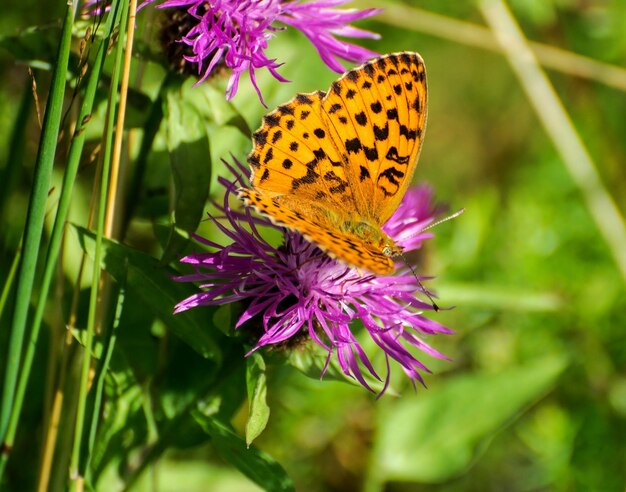 Una farfalla Fritillary argentata Argynnis paphia si siede su un fiore lilla