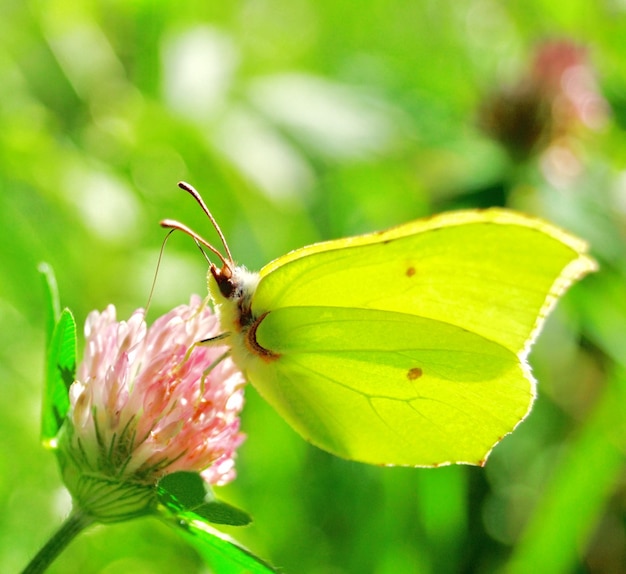 Una farfalla gialla beve da un fiore di trifoglio