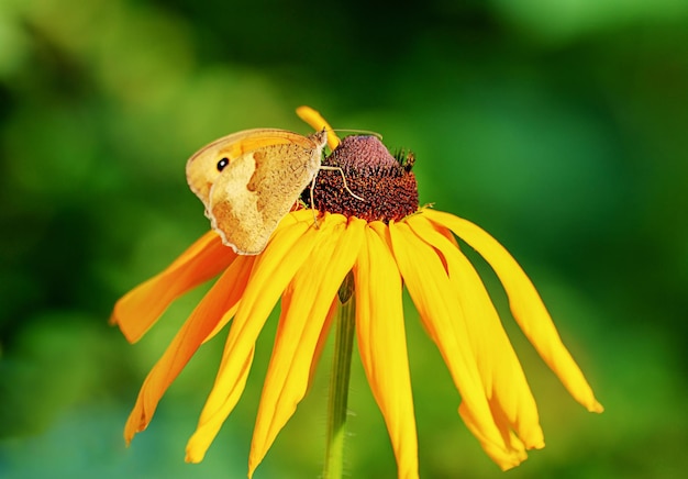 Una farfalla gialla in piedi su un fiore giallo