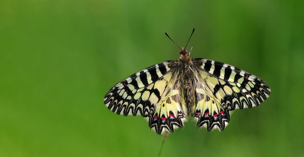 una farfalla in un campo d'erba