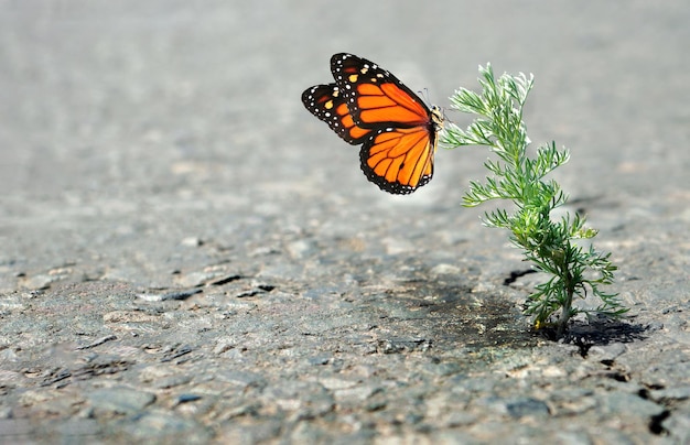 una farfalla monarca è su una piccola pianta