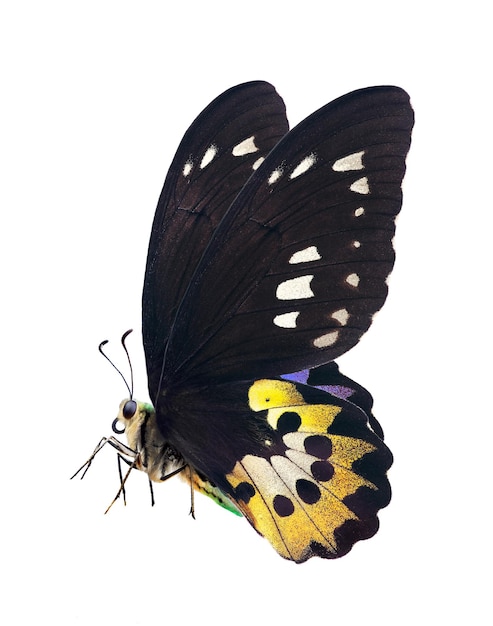 Una farfalla nera e gialla con macchie bianche