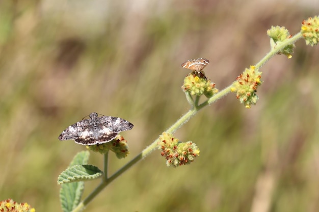 Una farfalla posata su un fiore