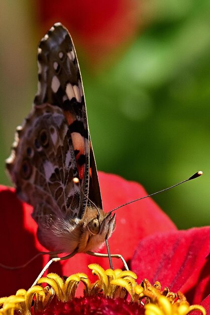 Una farfalla si posa su un fiore rosso nel giardino.