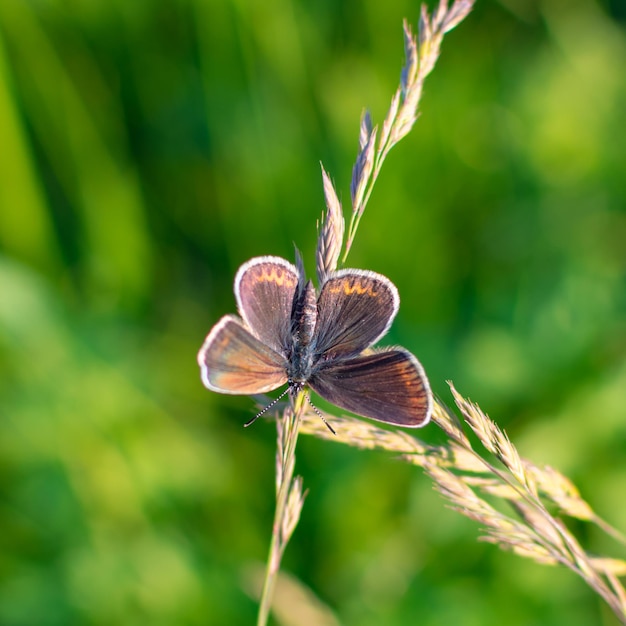 Una farfalla si siede su un'erba in un campo.