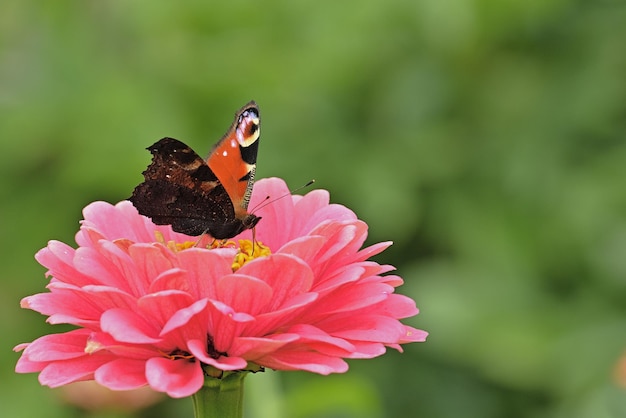 Una farfalla si siede su un fiore con uno sfondo verde.