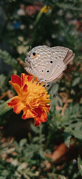 Una farfalla si siede su un fiore in un giardino.