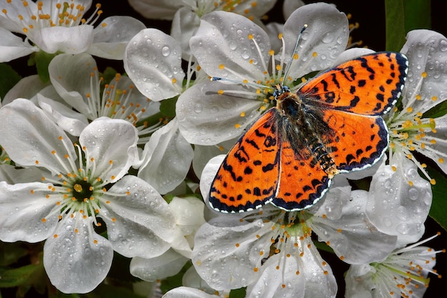 Una farfalla si siede su un fiore nel giardino.