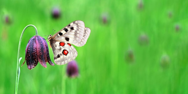 Una farfalla si siede su un fiore nell'erba.