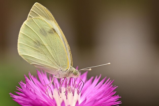 Una farfalla si siede su un fiore viola.