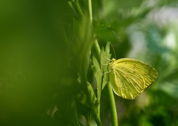 Una farfalla si siede su una pianta nella foresta