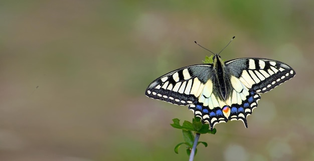 Una farfalla su un fiore allo stato brado