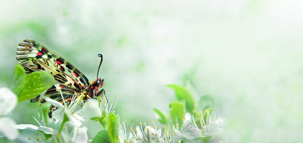 Una farfalla su un fiore con foglie verdi