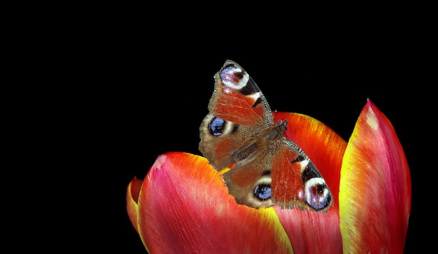 una farfalla su un fiore con un farfalla sullo sfondo