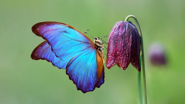 Una farfalla su un fiore con un fiore viola sullo sfondo