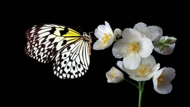 Una farfalla su un fiore con una farfalla sullo sfondo