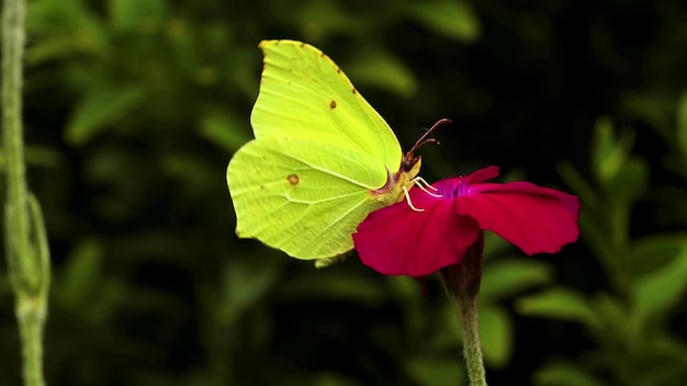 Una farfalla su un fiore in giardino