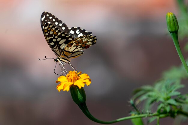 Una farfalla su un fiore in India