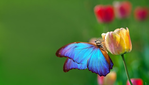 Una farfalla su un fiore