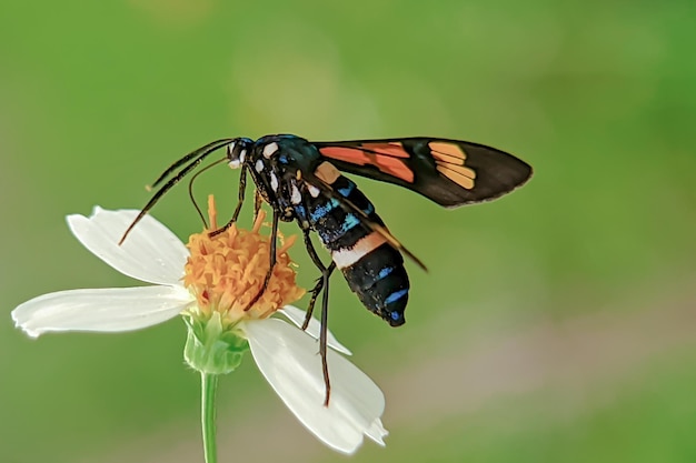 Una farfalla su un fiore