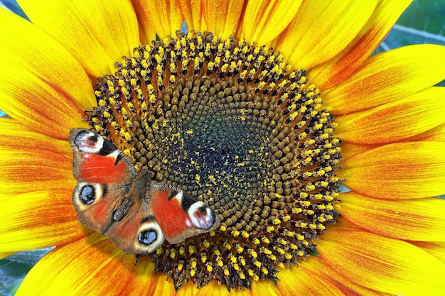 una farfalla su un girasole