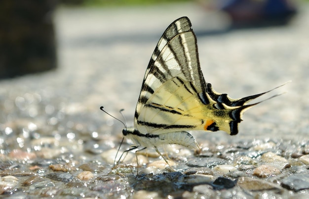 una farfalla su una roccia nel parco