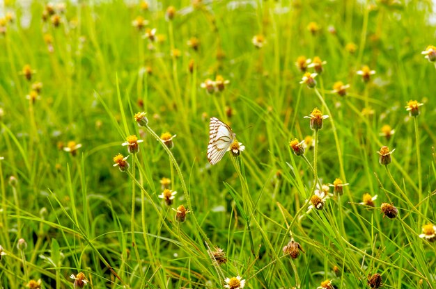 Una farfalla sulla margherita messicana Tridax procumbens L piccoli fiori gialli nel prato foco selezionato