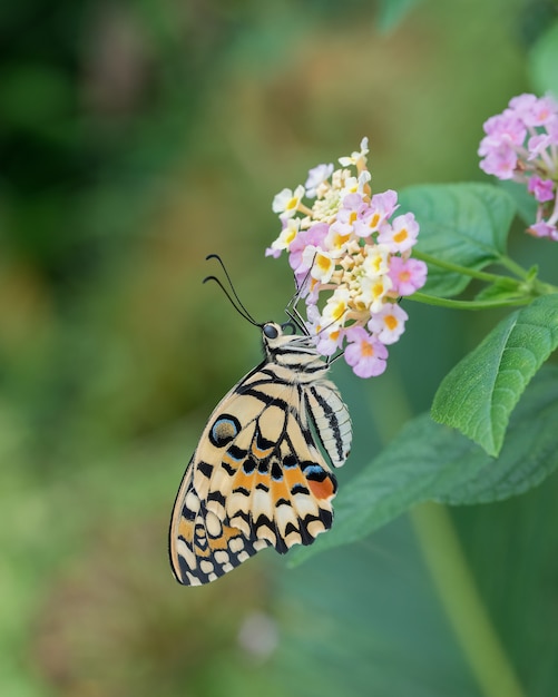 Una farfalla tropicale che si alimenta su un fiore
