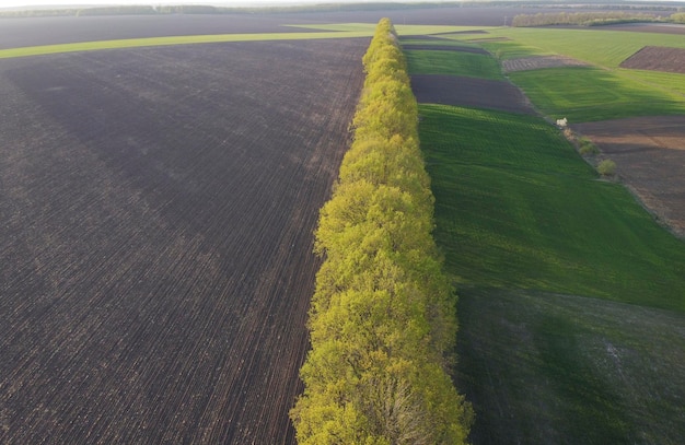 Una fascia forestale che separa il campo dai piccoli campi coltivati